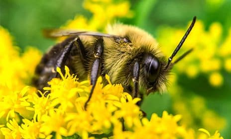 A Squash Bee on a yellow flower.